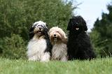 TERRIER DU TIBET 174
